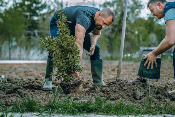 Best Fruit Tree Pruning  in Cypress Quarters, FL