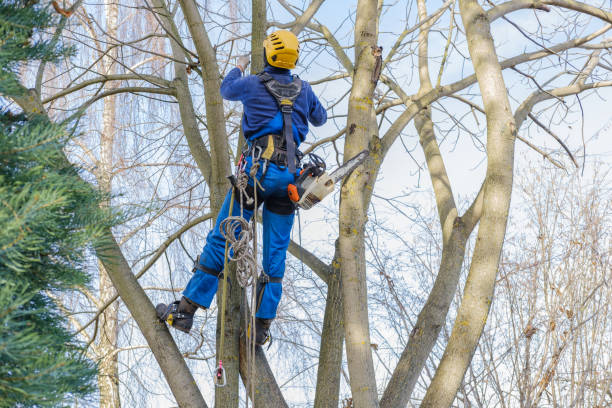 How Our Tree Care Process Works  in  Cypress Quarters, FL