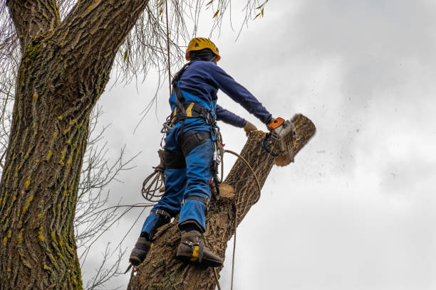 Best Root Management and Removal  in Cypress Quarters, FL