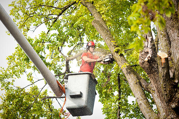 Best Arborist Consultation Services  in Cypress Quarters, FL